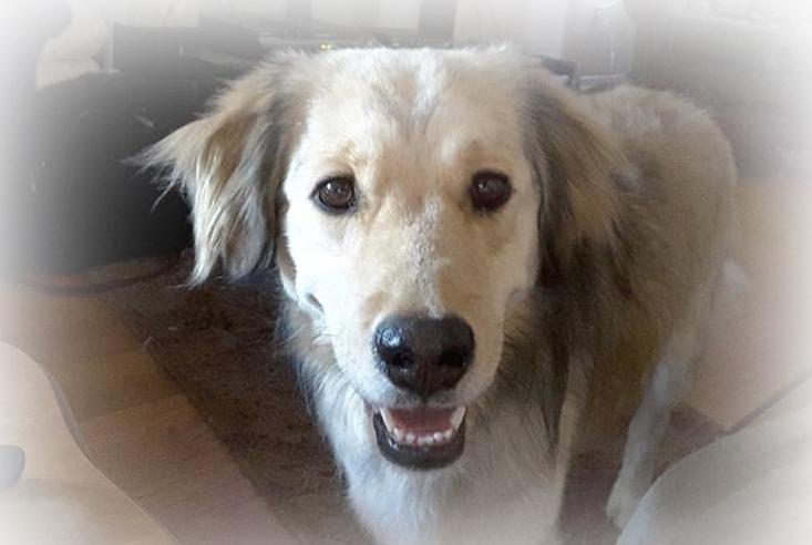 From Wags to Whisker